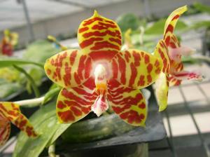 Phalaenopsis Zheng Min Yew