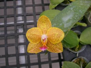 Phalaenopsis Zheng Min Sparrow