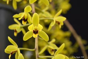 Cymbidium Kuranda