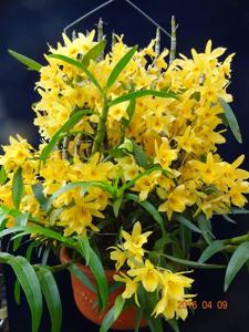 Dendrobium Spring Bird