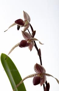 Paphiopedilum Stoned Susan