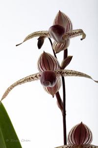 Paphiopedilum Stoned Susan