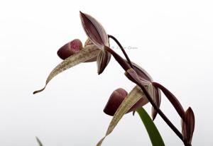 Paphiopedilum Stoned Susan