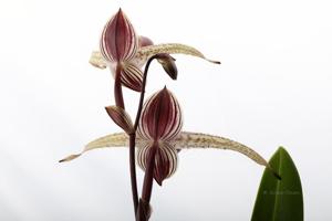 Paphiopedilum Stoned Susan