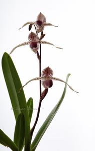 Paphiopedilum Stoned Susan