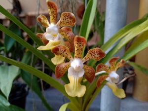 Vanda Susan Setiaputri