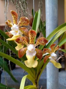 Vanda Susan Setiaputri