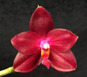 Phalaenopsis Fusheng's Super Man