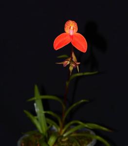 Disa Auratkew