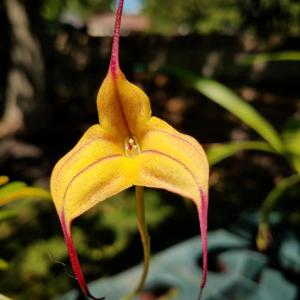 Masdevallia Cassiope