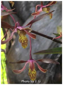 Dendrobium Tiny Twister