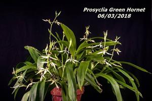 Prosthechea Green Hornet