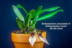 Bulbophyllum JM Guilloty