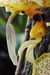 Stanhopea Ronsard