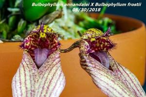 Bulbophyllum JM Guilloty