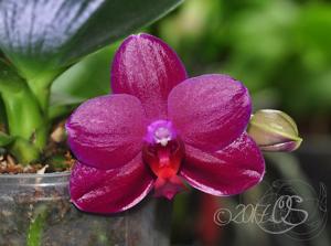 Phalaenopsis Sogo Grape