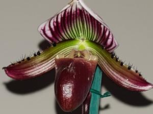 Paphiopedilum Jazz