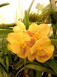 Vanda Boris