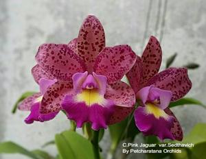 Cattleya Pink Jaguar