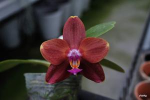 Phalaenopsis Zheng Min Ebony