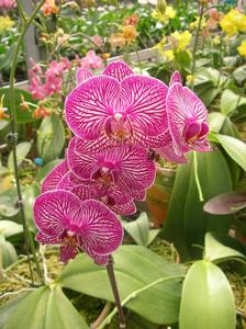 Phalaenopsis Zheng Min Nautilus