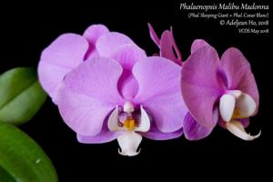 Phalaenopsis Malibu Madonna