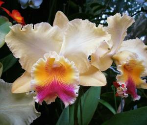 Rhyncholaeliocattleya Goldenzelle