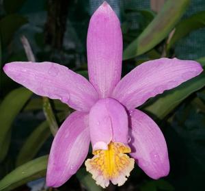 Cattleya Venosa