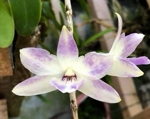 Dendrobium Eltonense