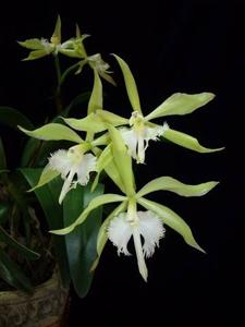 Rhynchodendrum Cabalgata en Verde