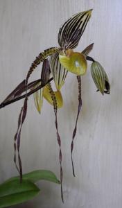 Paphiopedilum Prince Edward of York