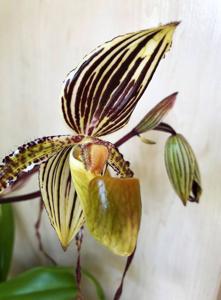 Paphiopedilum Prince Edward of York