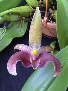 Bulbophyllum microglossum