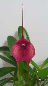 Masdevallia Blazing Wing