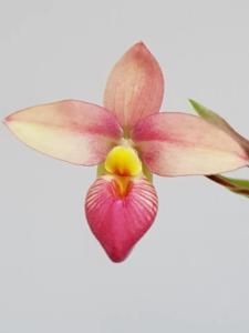 Phragmipedium Hanne Popow