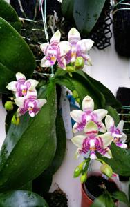 Phalaenopsis Evelyn Lee Pei Yee