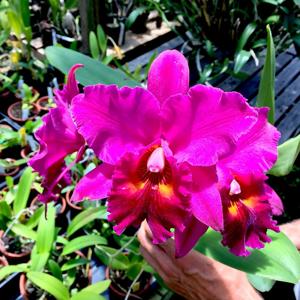 Rhyncholaeliocattleya Pisgah Raspberry