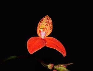 Disa Auratkew