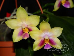 Phalaenopsis Penang Moonbright