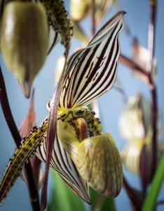 Paphiopedilum Saint Swithin