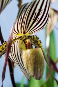 Paphiopedilum Saint Swithin