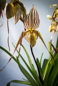 Paphiopedilum Saint Swithin