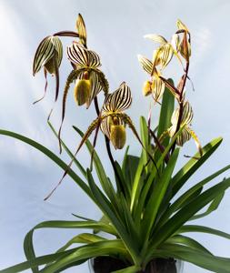 Paphiopedilum Saint Swithin