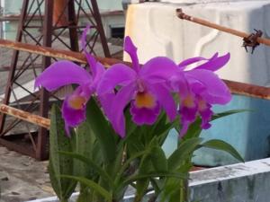 Cattleya Mantinii