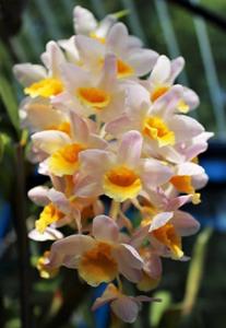 Dendrobium Densmous-amabile