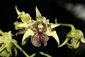 Dendrobium Memoria Wirakusuma Silamurti