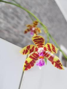 Phalaenopsis Tigress