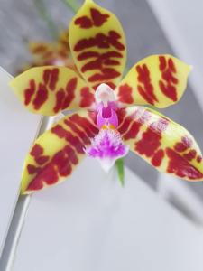 Phalaenopsis Tigress