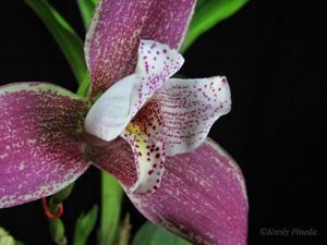 Lycaste smeeana