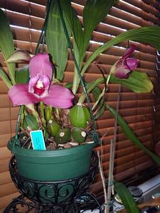 Lycaste Koolena